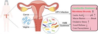 Human papillomavirus and cervical cancer in the microbial world: exploring the vaginal microecology